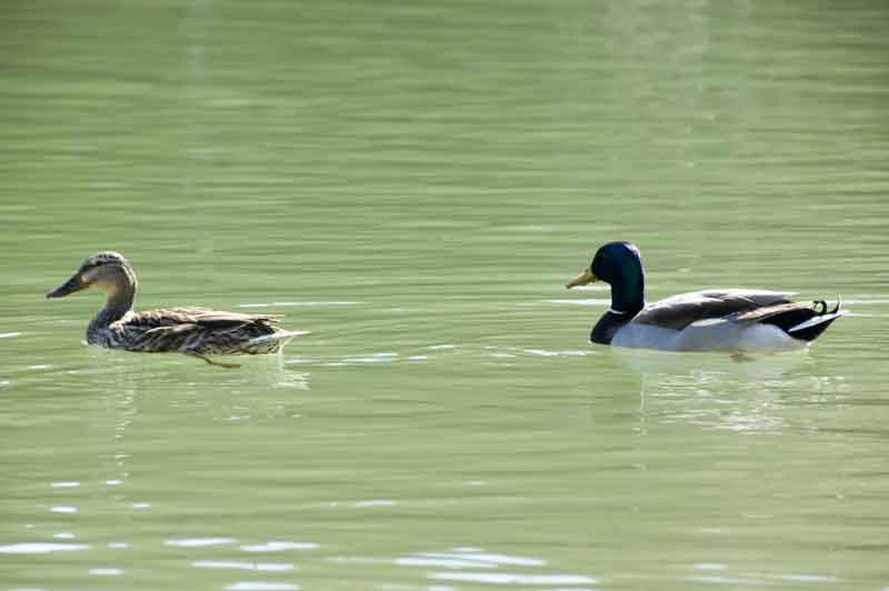 Pato - Besalú - Girona - Catalunya 3.jpg